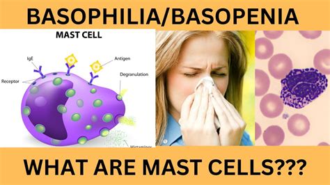 function of basophils|Basophil Function and Normal Range .